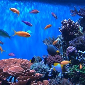 Meet your Posher, Joan